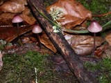 Mycena purpureofusca image