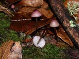 Mycena purpureofusca image