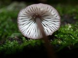 Mycena purpureofusca image