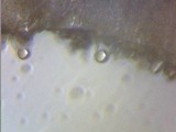 Psilocybe pelliculosa image