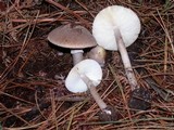 Amanita porphyria image