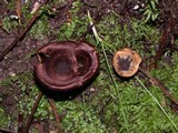 Coltricia cinnamomea image