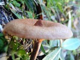 Lactarius fragilis image