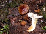 Pluteus romellii image