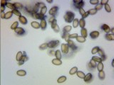 Psilocybe pelliculosa image