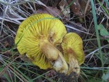 Phylloporus rhodoxanthus image