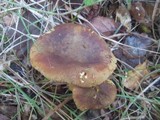 Phylloporus rhodoxanthus image