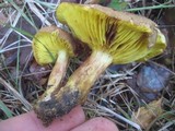 Phylloporus rhodoxanthus image