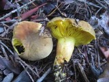Phylloporus rhodoxanthus image