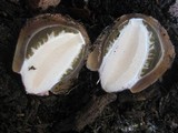 Phallus hadriani image