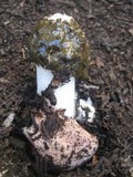 Phallus hadriani image