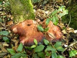 Fistulina hepatica image