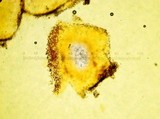 Tapinella panuoides image