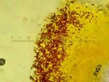 Tapinella panuoides image