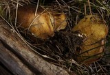 Suillus brevipes image