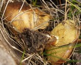 Suillus brevipes image