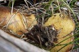 Suillus brevipes image