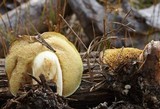Suillus brevipes image
