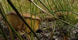 Suillus brevipes image