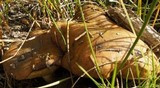 Suillus brevipes image