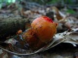 Calostoma cinnabarinum image