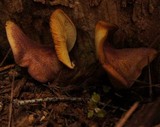 Tricholomopsis rutilans image