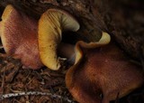 Tricholomopsis rutilans image