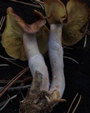 Tricholomopsis rutilans image