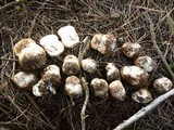 Agaricus lilaceps image