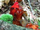 Calostoma cinnabarinum image