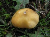 Stropharia coronilla image