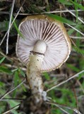Stropharia coronilla image