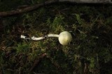 Hygrophorus chrysodon image