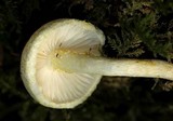 Hygrophorus chrysodon image