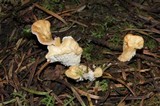 Sistotrema confluens image