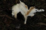 Sistotrema confluens image