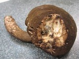 Tylopilus porphyrosporus image