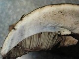 Tylopilus porphyrosporus image