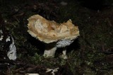 Sistotrema confluens image