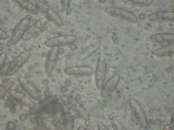 Chroogomphus vinicolor image