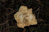Sistotrema confluens image
