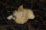 Sistotrema confluens image