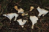 Sistotrema confluens image