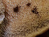 Abortiporus biennis image