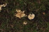 Sistotrema confluens image