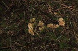 Sistotrema confluens image