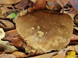Boletus truncatus image