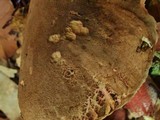 Boletus truncatus image