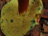 Boletus truncatus image