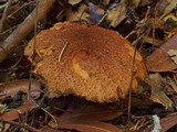 Suillus lakei image